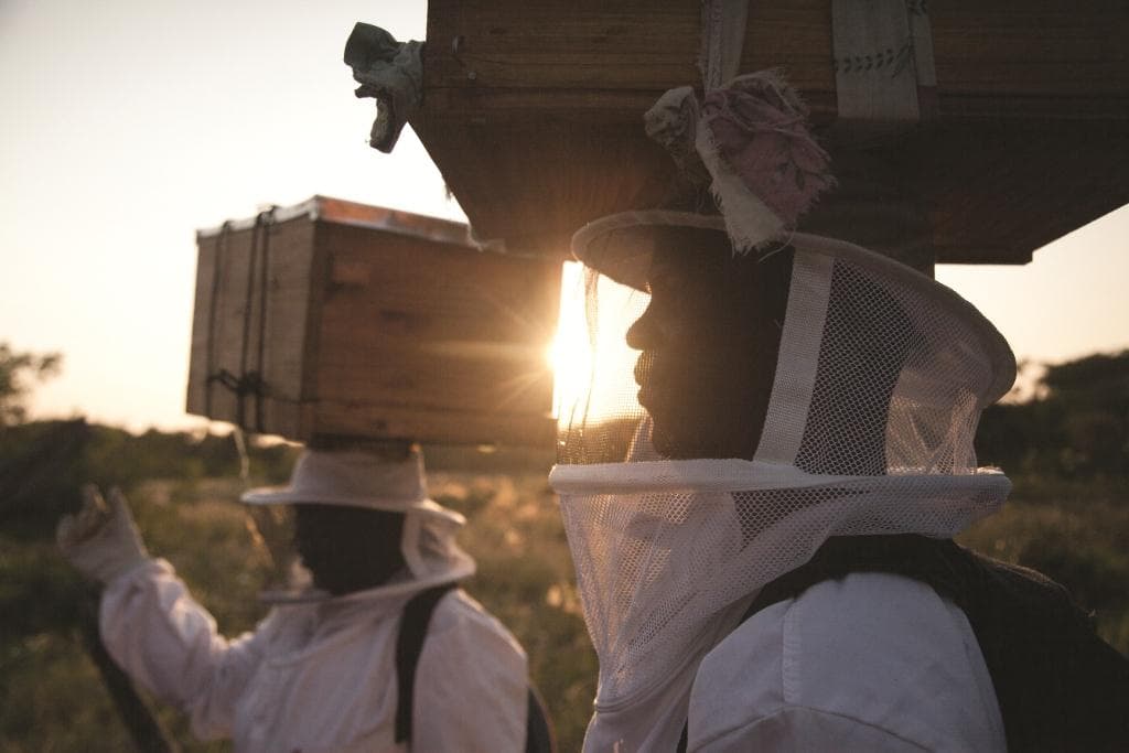 Beehives in a rural Ugandan setting associated with the country's apiculture sector